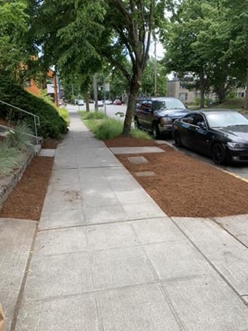 Rainier Valley Streetscape Cleanup